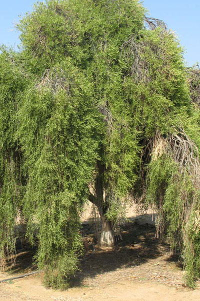 habit weeping